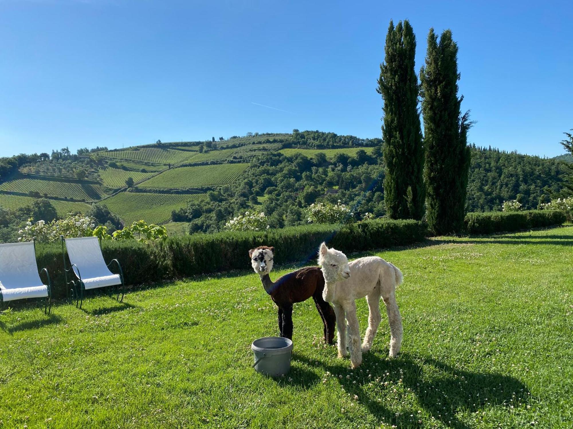 Villa Rignana Chianti Estate, Pool, Tennis,Cook Greve in Chianti Bagian luar foto